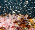 Juvenile rockfish and corals