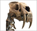 Photo of the skull of a saber-toothed cat showing its extremely long canine teeth.