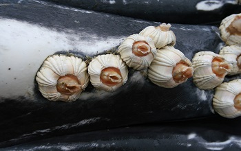 barnacles stuck to a whale