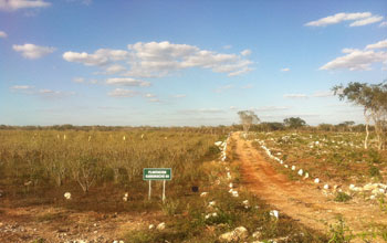 dirt road lined with stones through Kuoso's plantation of jatropha in Yucatan, Mexico.