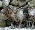 Soay sheep in driving rain in the St. Kilda Archipelago in Scotland, a research site in the study.
