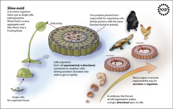 Illustration showing how formation and function of some slime mold cells are similar to animal cells