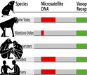 Microsatellite DNA length and social behavior in voles and primates.