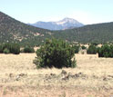 Photo of a pinyon-juniper area with mountains in the background.