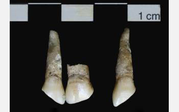 Teeth recovered in a Campeche graveyard show evidence of the African practice of filing.