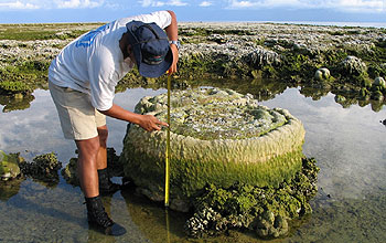 The flat top of the coral marks lowest tide levels before the giant earthquake.