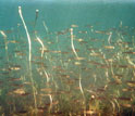 Photo of the explosion of young largemouth bass in the manipulated lake.