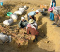 Photo showing the 2005 Egypt excavation of the Basilosaurus isis skull.