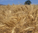 Photo of winter wheat field.