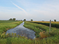 agricultural ditch with a field of corn on one side and soybeans on the other