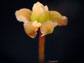 Amborella female flower