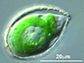 The amoeba, Paulinella