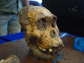 a dental analysis of a hominid