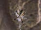 an Argiope spider