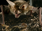 a pallid bat about to strike a giant desert hairy scorpion