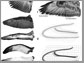 samples of the dorsal and ventral sides of wings