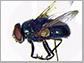 Black blow fly