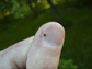 a blacklegged tick
