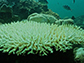 a bleached Acropora colony