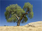a blue oak tree in central California