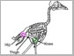 bird bone structure