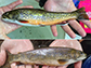 a wild brook trout (top) and a hatchery-raised brook trout