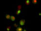 a static picture of budding yeast cells