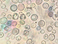 cells of the budding yeast Wickerhamomyces ciferii