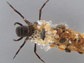 a caddisfly larva