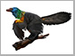 Caihong juji, a newly described, bird-like dinosaur