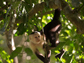 a capuchin monkey in a tree