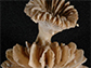 Desmophyllum dianthus, a deep-sea coral