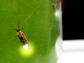 a firefly on a leaf