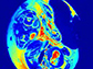 pseudo-colored MRI T1 maps of a Zika-infected chicken embryo