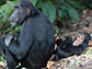 Imani the chimpanzee with her son