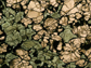 garnet pyroxenite xenolith