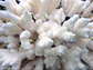 close-up of bleached coral sampled in Hawaii's Kaneohe Bay