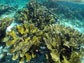 Elkhorn coral in Bonaire