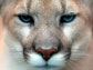 a cougars' face