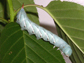 crawling caterpillar