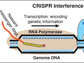 CRISPR interference