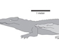 illustration showing crocodiles