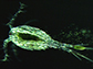 a millimeter-sized crustacean known as a copepod