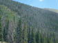 dead trees west of Denver, Colorado