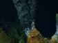 a deep-sea hydrothermal vent
