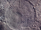 Dickinsonia costata, an extinct soft-bodied organism
