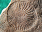 fossil animal, Dickinsonia