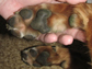 dog's paws