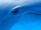 close-up of a dolphins eye