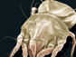 microscope image of an American house dust mite